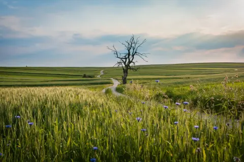 Samotne, uschnięte drzewo na tle falujących pól i błękitnego nieba. Jakby z filmu, gdzie grałaby muzyka James Newton Howard, a w tle rozbrzmiewałby tekst "The Hanging Tree".