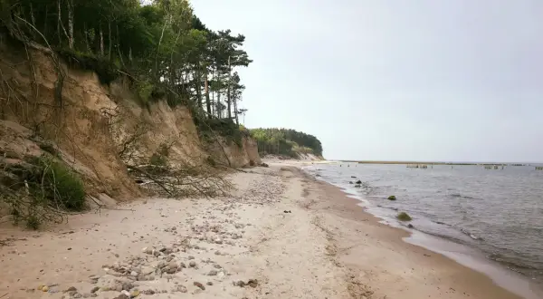 Skarpa porośnięta drzewami opada na piaszczystą plażę z kamieniami, na jednej z dzikich plaż. W oddali widać morze i drewniane pale.