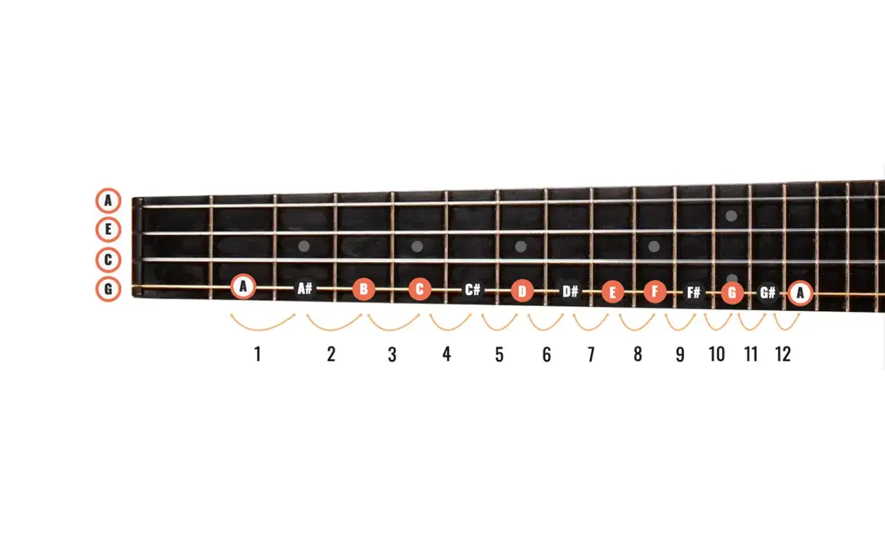 Diagram gryfu ukulele z oznaczeniami nut na progach. Poznaj, jak nazywają się struny w ukulele: G, C, E, A.