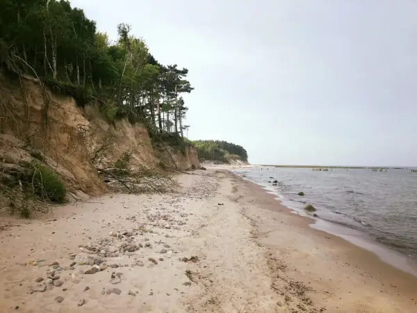 Skarpa porośnięta drzewami opada na piaszczystą plażę z kamieniami, na jednej z dzikich plaż. W oddali widać morze i drewniane pale.
