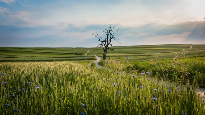 The Hanging Tree: tekst, tłumaczenie i znaczenie - Igrzyska Śmierci